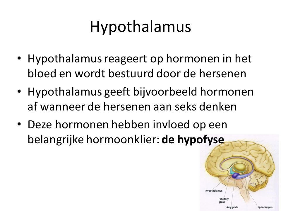 Hypothalamus Hypothalamus reageert op hormonen in het bloed en wordt bestuurd door de hersenen.