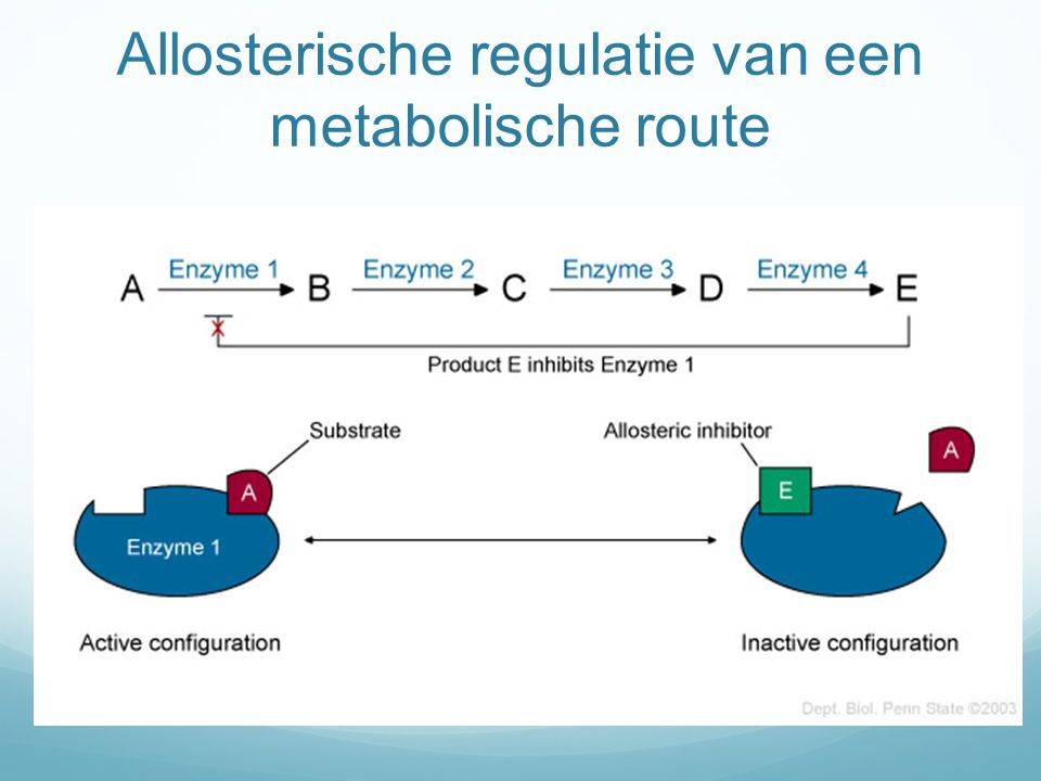 Allosterische regulatie van een metabolische route