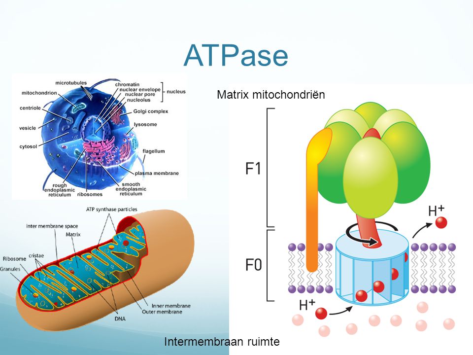 ATPase Matrix mitochondriën Intermembraan ruimte