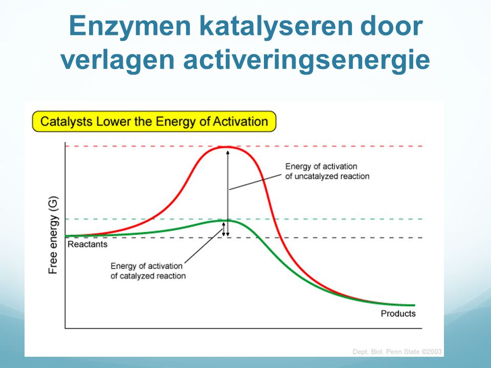 Enzymen katalyseren door verlagen activeringsenergie