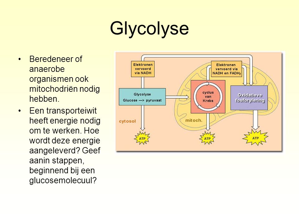 Glycolyse Beredeneer of anaerobe organismen ook mitochodriën nodig hebben.
