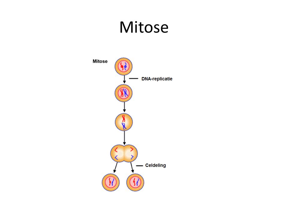 Mitose