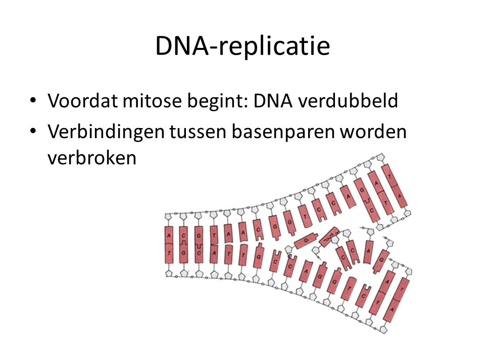 DNA-replicatie Voordat mitose begint: DNA verdubbeld