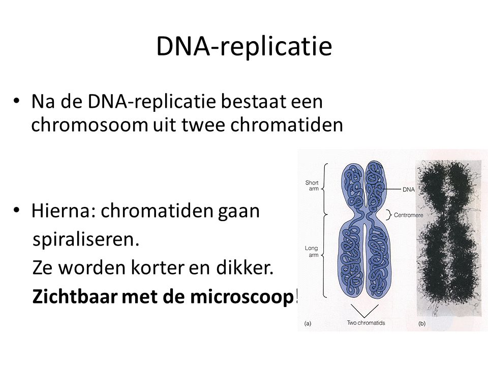 DNA-replicatie Na de DNA-replicatie bestaat een chromosoom uit twee chromatiden. Hierna: chromatiden gaan.