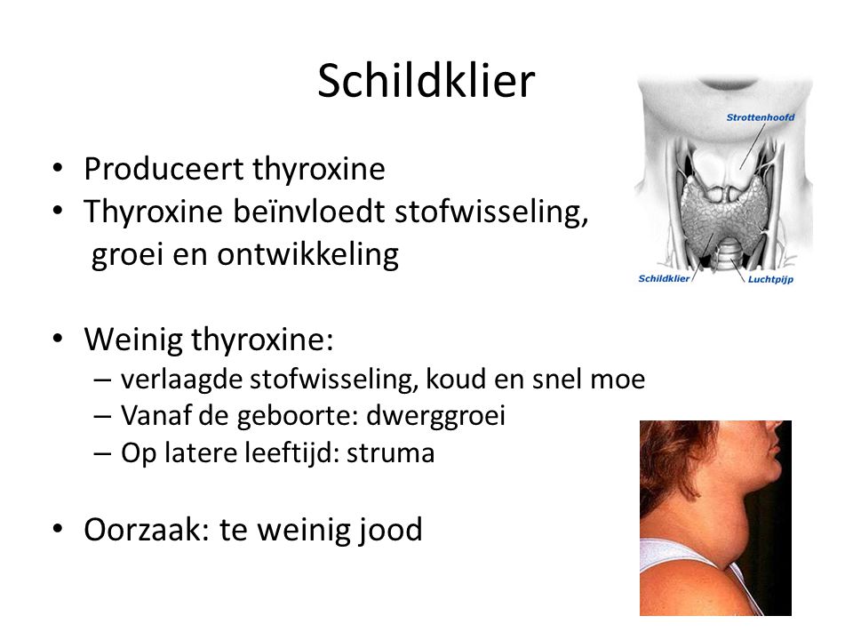 Schildklier Produceert thyroxine Thyroxine beïnvloedt stofwisseling,