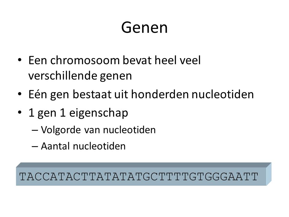 Genen Een chromosoom bevat heel veel verschillende genen