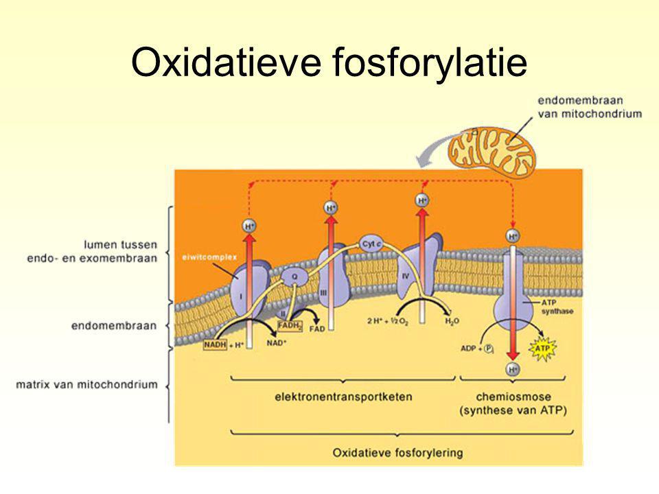 Oxidatieve fosforylatie