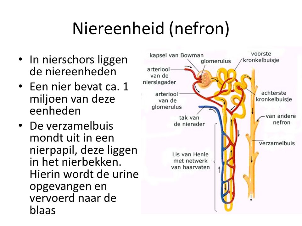 Niereenheid (nefron) In nierschors liggen de niereenheden