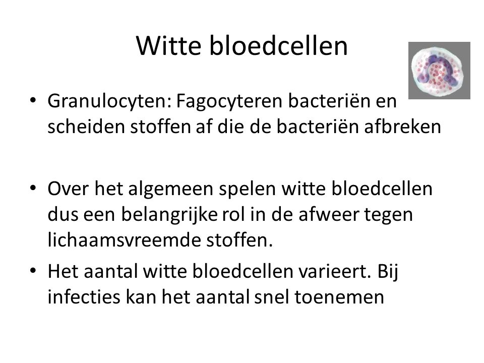 Witte bloedcellen Granulocyten: Fagocyteren bacteriën en scheiden stoffen af die de bacteriën afbreken.