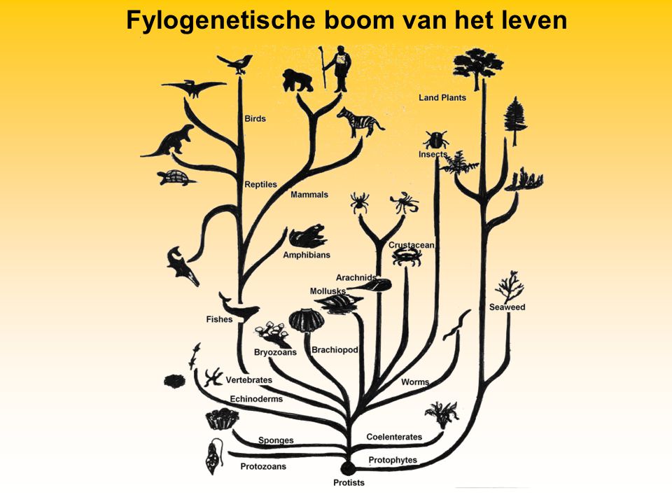 Fylogenetische boom van het leven
