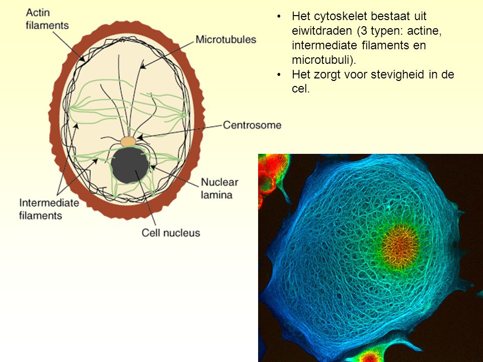 Het cytoskelet bestaat uit eiwitdraden (3 typen: actine, intermediate filaments en microtubuli).