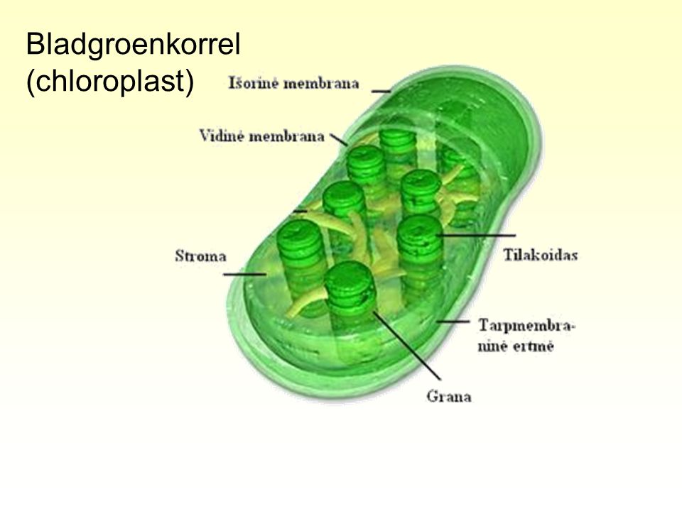 Bladgroenkorrel (chloroplast)