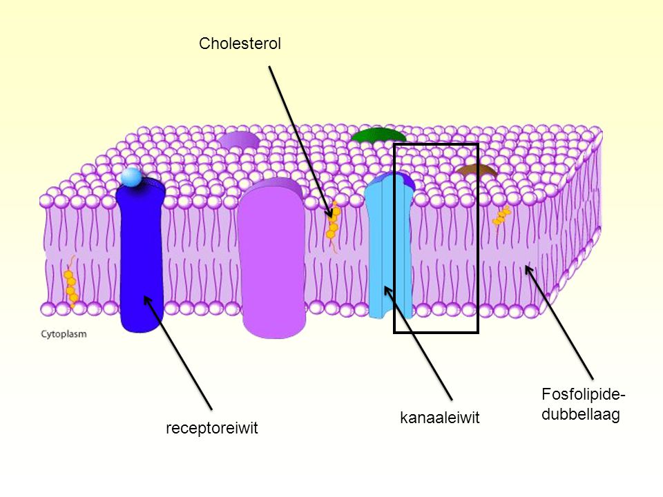 Cholesterol Fosfolipide-dubbellaag kanaaleiwit receptoreiwit