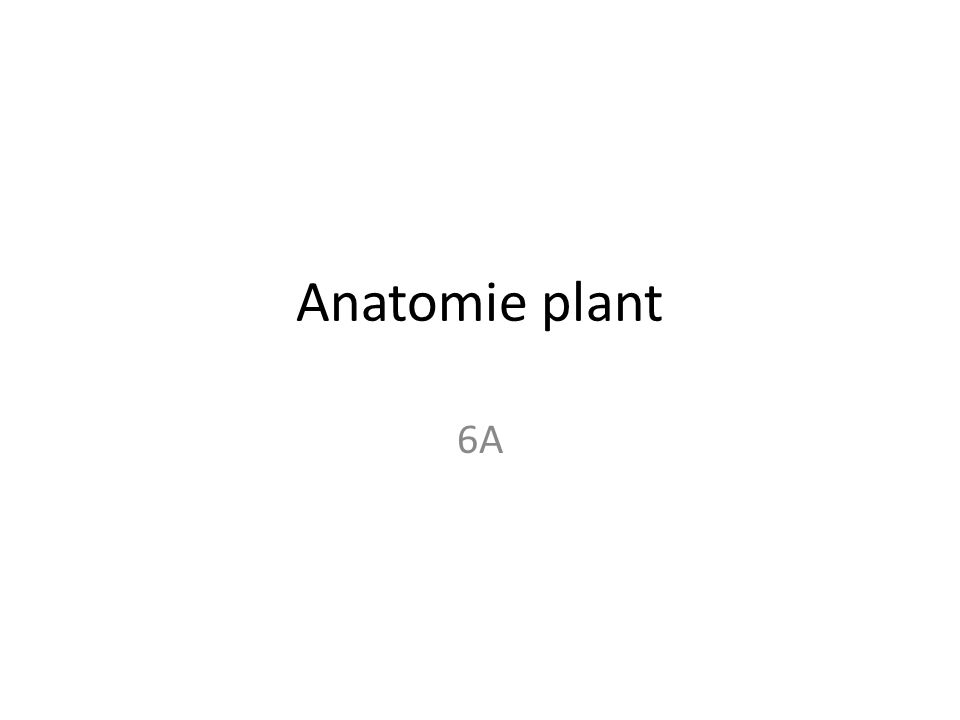 Anatomie plant 6A