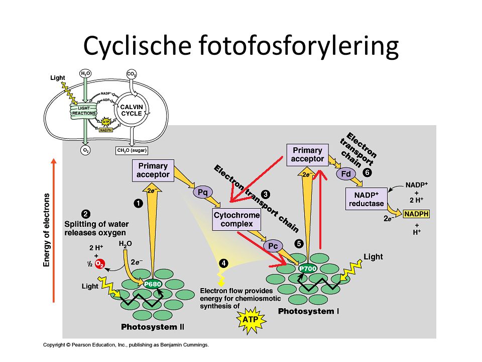 Cyclische fotofosforylering
