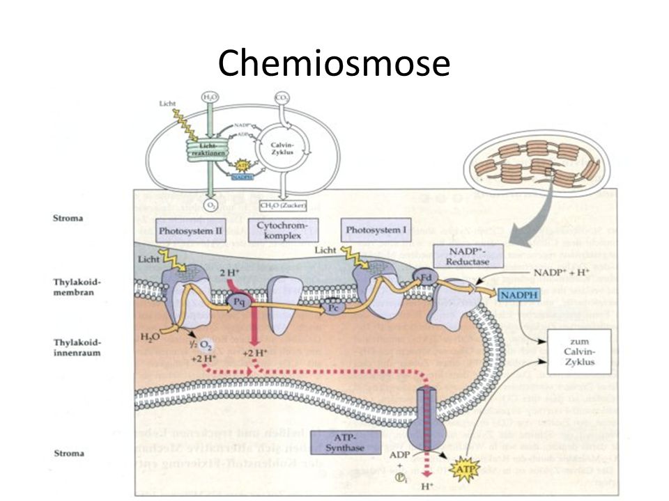 Chemiosmose