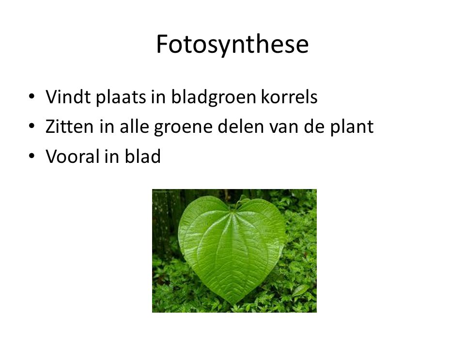 Fotosynthese Vindt plaats in bladgroen korrels
