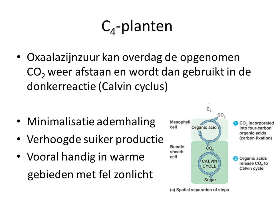 C4-planten Oxaalazijnzuur kan overdag de opgenomen CO2 weer afstaan en wordt dan gebruikt in de donkerreactie (Calvin cyclus)
