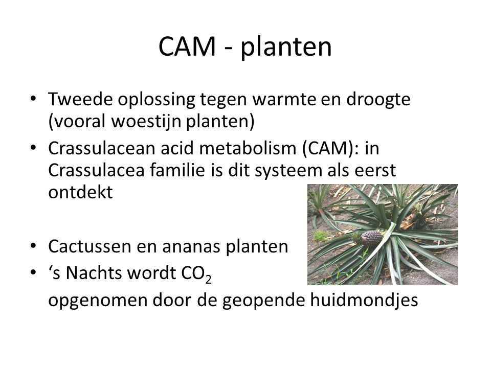 CAM - planten Tweede oplossing tegen warmte en droogte (vooral woestijn planten)