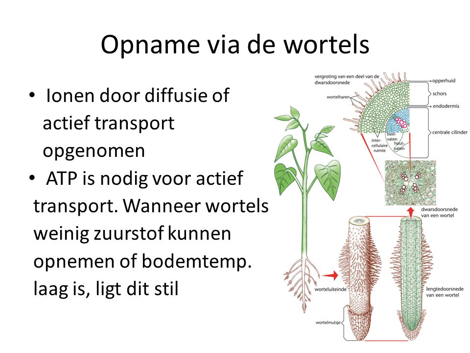 Opname via de wortels Ionen door diffusie of actief transport