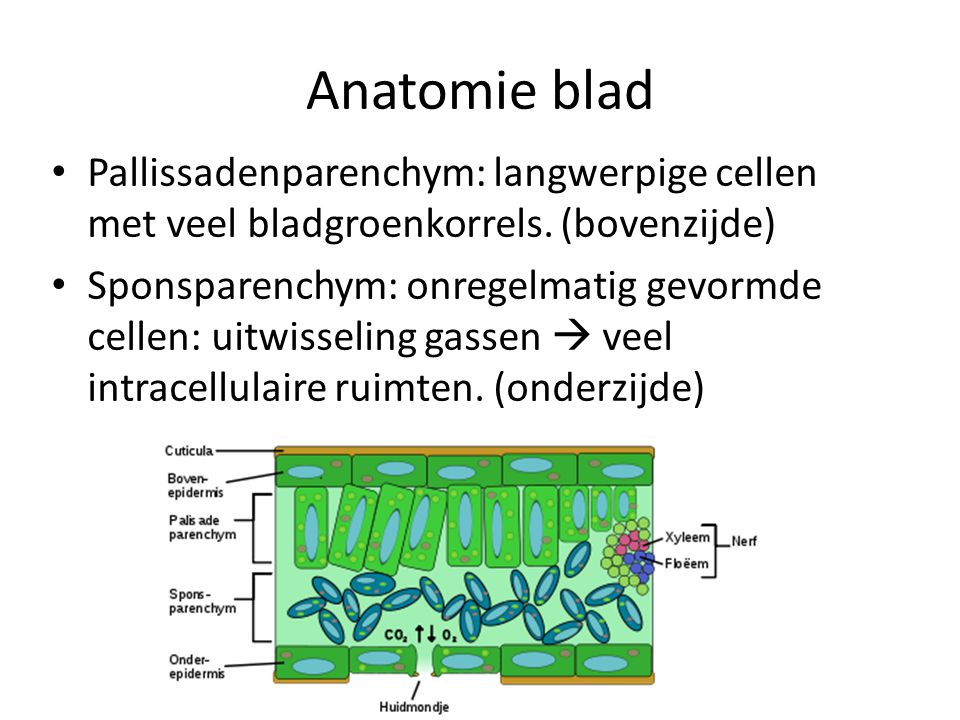 Anatomie blad Pallissadenparenchym: langwerpige cellen met veel bladgroenkorrels. (bovenzijde)