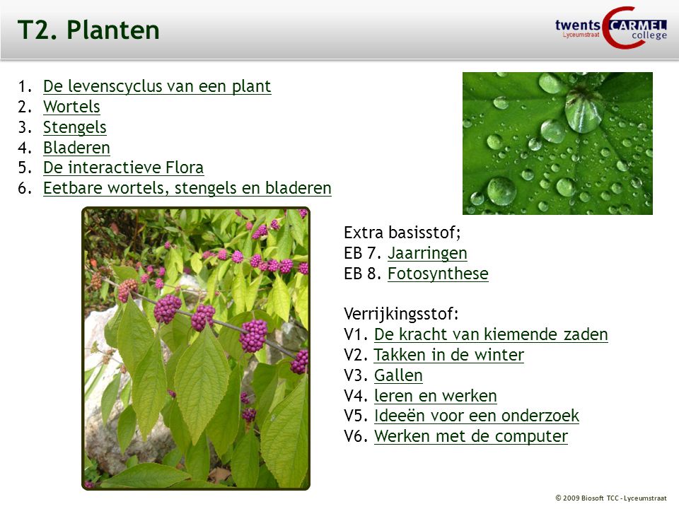 T2. Planten De levenscyclus van een plant Wortels Stengels Bladeren