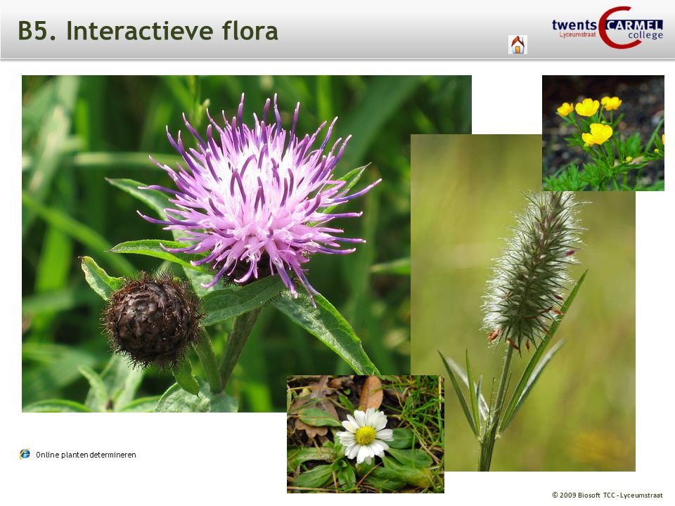 B5. Interactieve flora loofboom AARD enkelvoudig blad BLAD