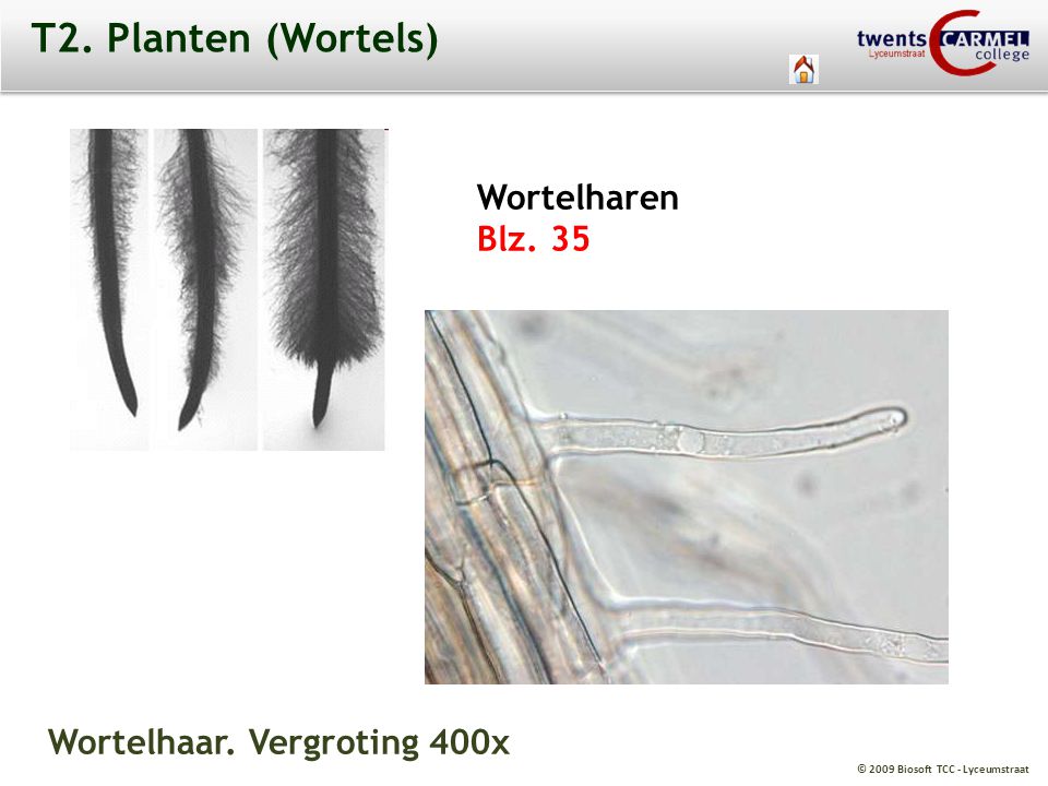 T2. Planten (Wortels) Wortelharen Blz. 35 Wortelhaar. Vergroting 400x