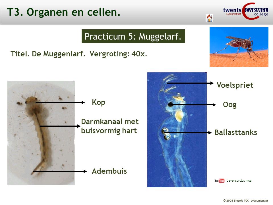 T3. Organen en cellen. Practicum 5: Muggelarf.
