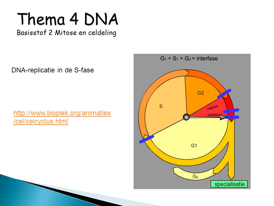 Thema 4 DNA Basisstof 2 Mitose en celdeling
