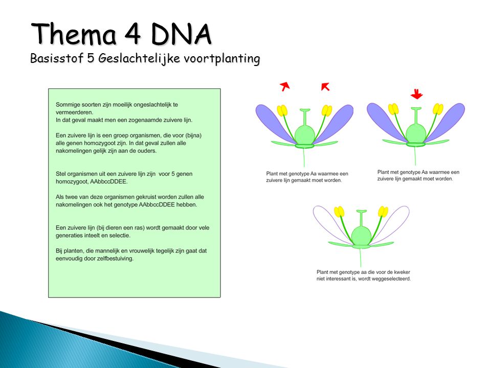 Thema 4 DNA Basisstof 5 Geslachtelijke voortplanting