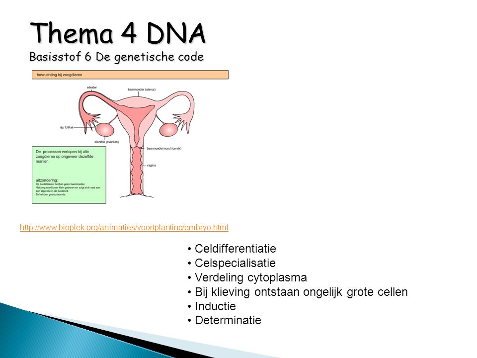 Thema 4 DNA Basisstof 6 De genetische code