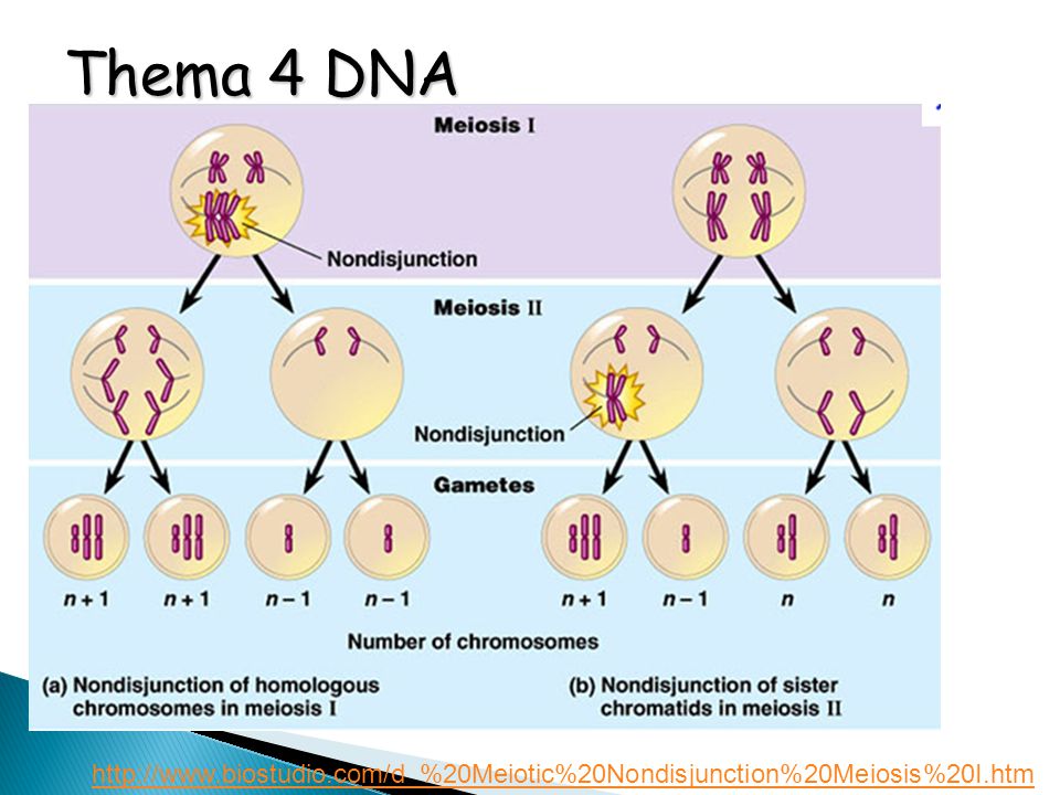 Thema 4 DNA