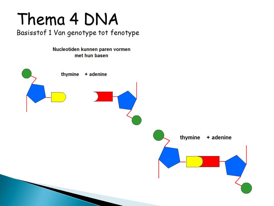 Thema 4 DNA Basisstof 1 Van genotype tot fenotype