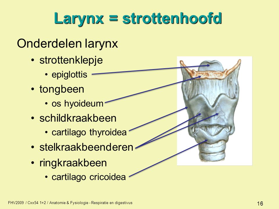 Larynx = strottenhoofd