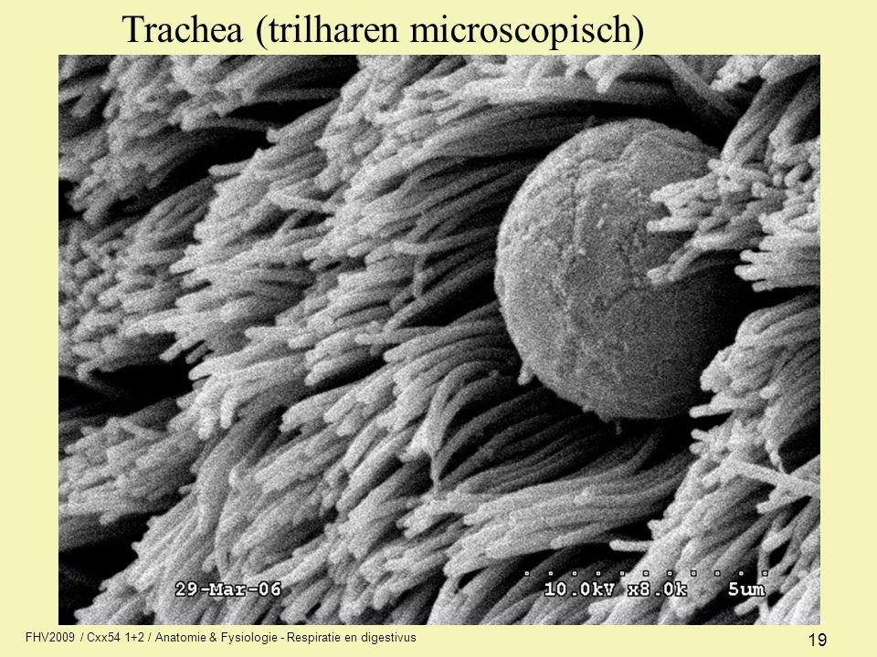 Trachea (trilharen microscopisch)