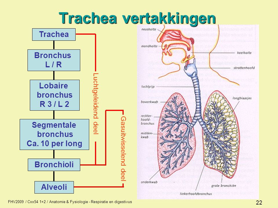 Trachea vertakkingen L / R bronchus R 3 / L 2 Segmentale