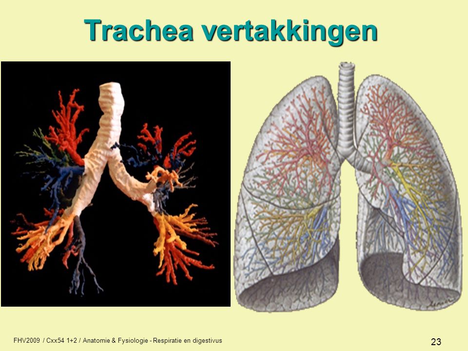 Trachea vertakkingen FHV2009 / Cxx / Anatomie & Fysiologie - Respiratie en digestivus