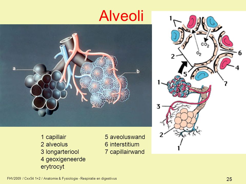 Alveoli 1 capillair 2 alveolus 3 longarteriool
