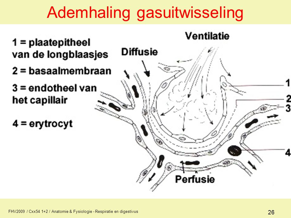 Ademhaling gasuitwisseling