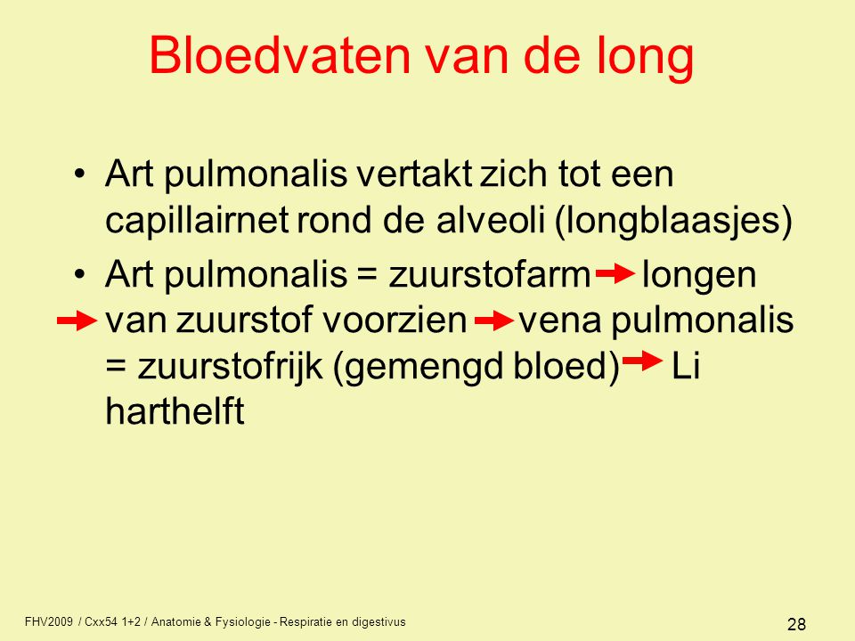 Bloedvaten van de long Art pulmonalis vertakt zich tot een capillairnet rond de alveoli (longblaasjes)