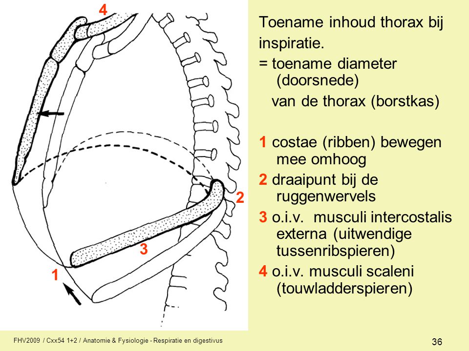 Toename inhoud thorax bij inspiratie. = toename diameter (doorsnede)