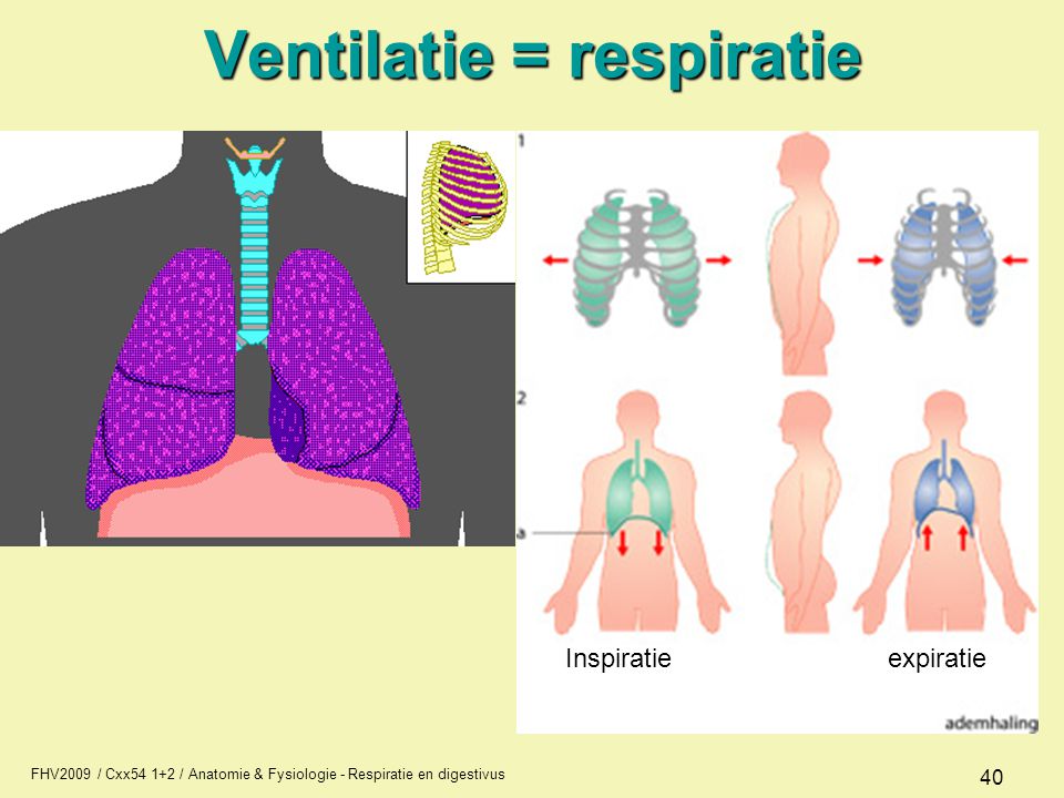 Ventilatie = respiratie