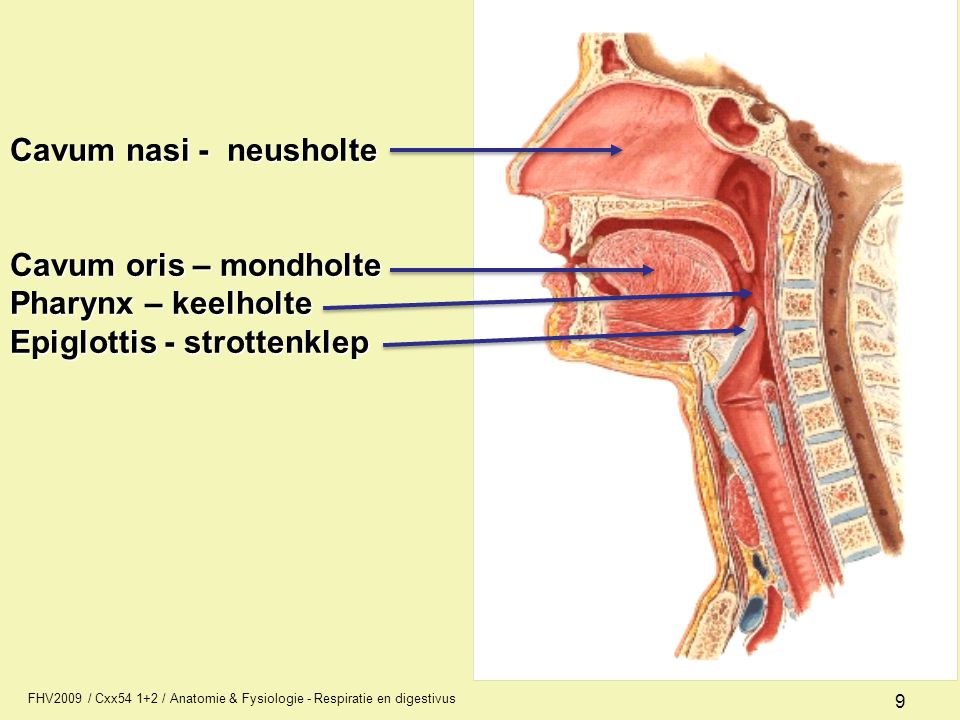 Cavum nasi - neusholte Cavum oris – mondholte Pharynx – keelholte Epiglottis - strottenklep
