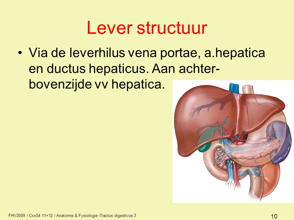 Lever structuur Via de leverhilus vena portae, a.hepatica en ductus hepaticus. Aan achter- bovenzijde vv hepatica.