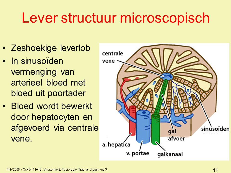 Lever structuur microscopisch