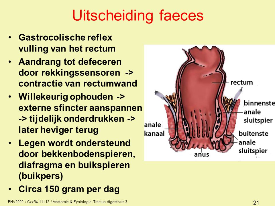 Uitscheiding faeces Gastrocolische reflex vulling van het rectum