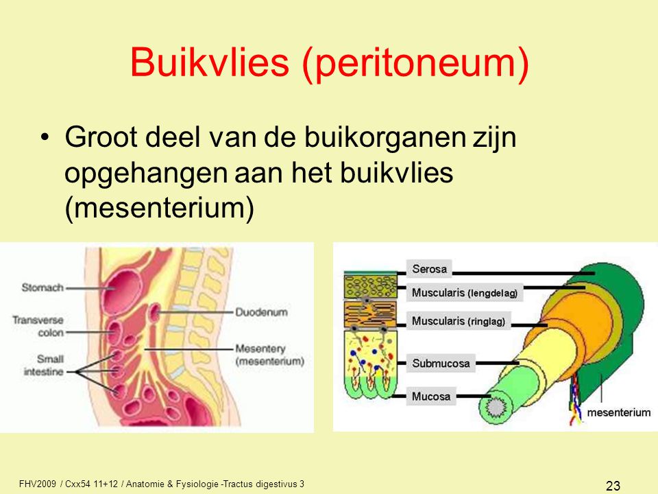 Buikvlies (peritoneum)