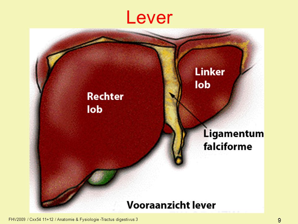 Lever FHV2009 / Cxx / Anatomie & Fysiologie -Tractus digestivus 3