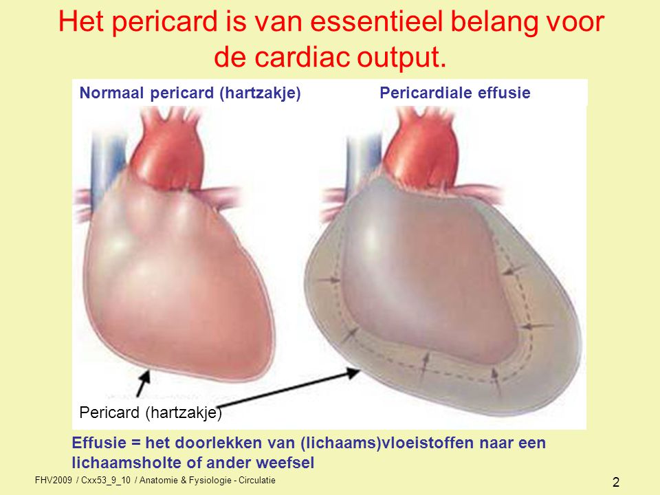 Het pericard is van essentieel belang voor de cardiac output.